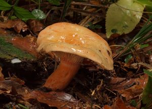 Ryzec lososový - Lactarius salmonicolor R. Heim & Leclair