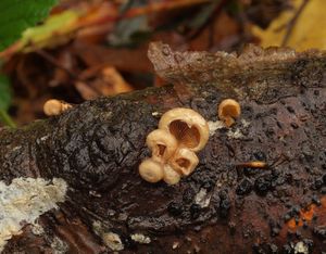 Hlíva číškovitá - Tectella patellaris (Fr.) Murrill