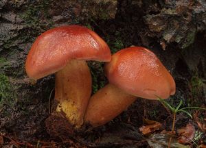 Klikni pro velký obrázek