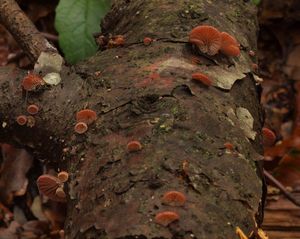 Pařezník fialovoplavý - Scytinotus violaceofulvus (Batsch) Courtec.