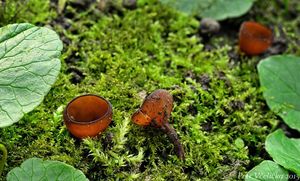 Klikni pro velký obrázek