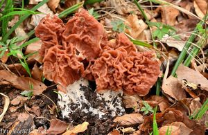 Klikni pro velký obrázek