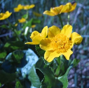 Blatouch bahenní (Caltha palustris)