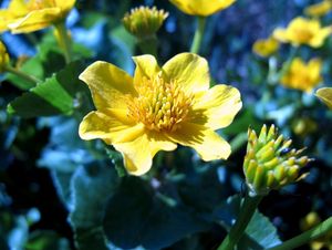 Blatouch bahenní (Caltha palustris)