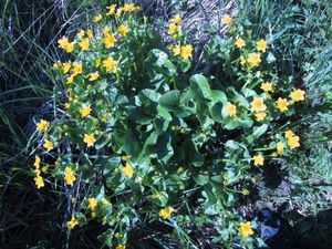 Blatouch bahenní (Caltha palustris)