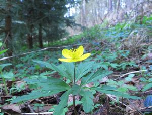 Sasanka pryskyřníkovitá (Anemone ranunculoides)