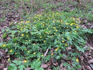 Sasanka pryskyřníkovitá (Anemone ranunculoides)