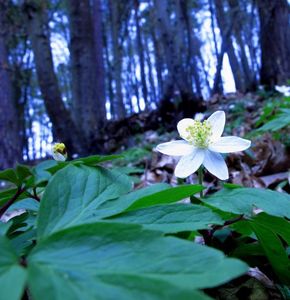 Sasanka hajní (Anemone nemorosa)