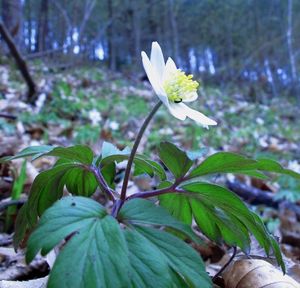 Sasanka hajní (Anemone nemorosa)