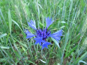 Chrpa modrá (Centaurea cyanus)