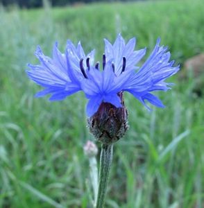 Chrpa modrá (Centaurea cyanus)