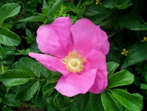 Růže svraskalá (Rosa rugosa)