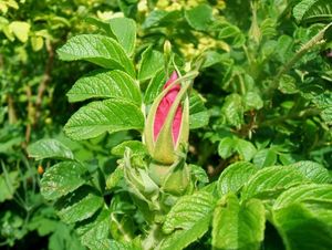 Růže svraskalá (Rosa rugosa)