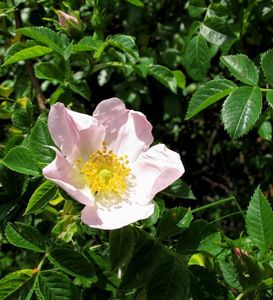 Růže šípková (Rosa canina)