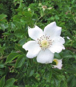 Růže šípková (Rosa canina)