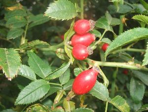 Růže šípková (Rosa canina)