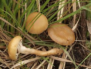 Polnička bažinná - Agrocybe elatella (P. Karst.) Vesterh.