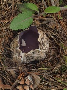 Baňka velkokališná - Sarcosphaera coronaria (Jacq.) J. Schröt.