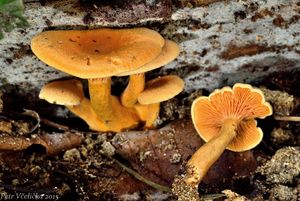 Klikni pro velký obrázek