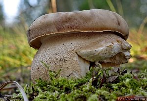 Klikni pro velký obrázek