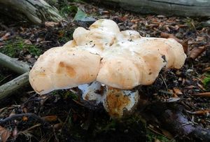 Klikni pro velký obrázek