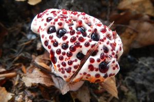 Klikni pro velký obrázek