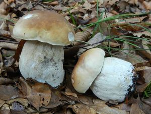 Klikni pro velký obrázek