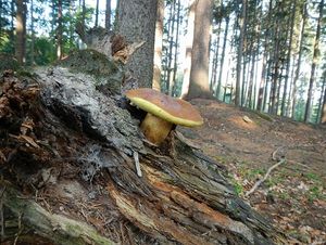 Klikni pro velký obrázek