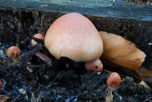 Klikni pro velký obrázek