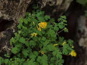 Dymnivka žlutá (Chorydalis lutea)