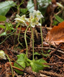 Jednokvítek velekvětý (Moneses uniflora)