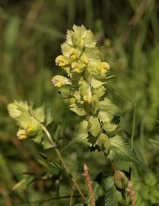 Kokrhel větší (Rhinanthus major L.)