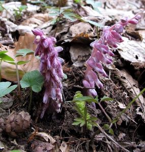 Podbílek šupinatý (Lathraea squmaria)