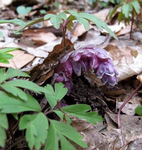 Podbílek šupinatý (Lathraea squmaria)