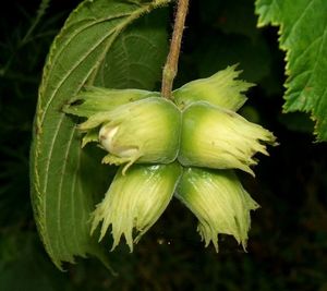 Líska obecná (Corylus avellana)