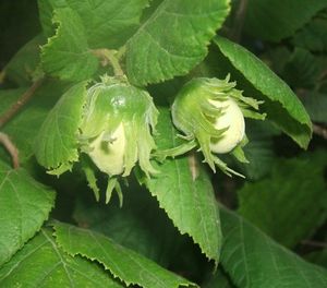 Líska obecná (Corylus avellana)