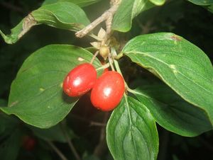 Dřín obecný (Cornus mas)