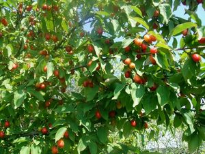 Dřín obecný (Cornus mas)