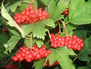 Kalina obecná (Viburnum opulus)