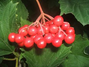 Kalina obecná (Viburnum opulus)