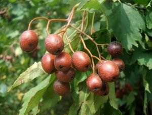 Jeřáb břek (Sorbus torminalis)