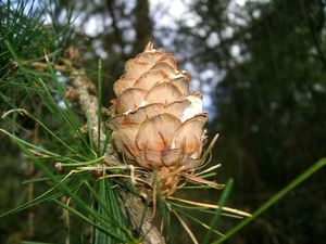 Modřín opadavý (Larix decidua)