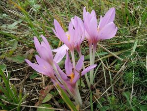 Ocún jesenní (Colchicum autumnale L.)