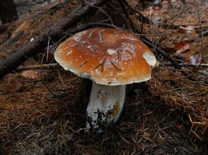 Klikni pro velký obrázek