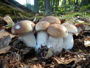 Klikni pro velký obrázek