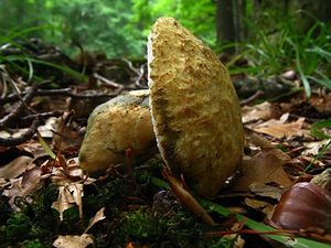 Hřib siný - Gyroporus cyanescens  (Bull.) Quél. 1886