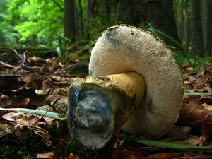 Hřib siný - Gyroporus cyanescens  (Bull.) Quél. 1886