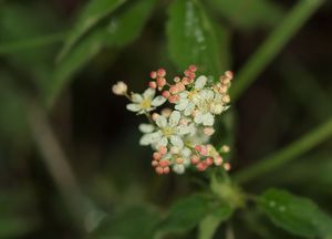 Tužebník jilmový (Filipendula ulmaria)