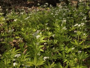 Svízel vonný  (Galium odoratum)