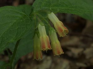 Kostival hlíznatý (Symphytum tuberosum)